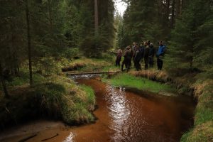 Hucina Bach im Waldbestand