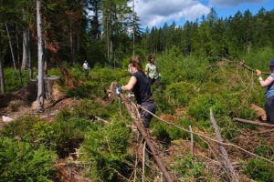 Volunteers removing spruce from the mire