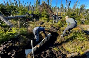 Construction of dams on drainage ditches is also very