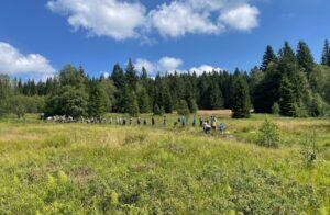 Volunteers in a peaty spring area nearby Kvilda