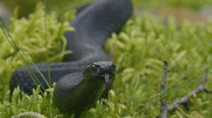 Z filmu Voda ztracená a vrácená © Radek Plíhal